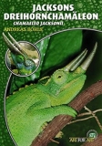 Jacksons Dreihornchamäleon (Chamaeleo jacksonii)