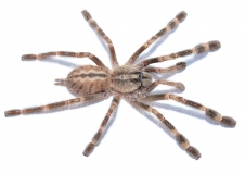 Poecilotheria smithi m