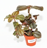 Pilea involucrata "NORFOLK"