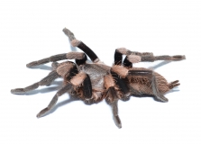 Haplocosmia himalayana l