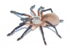 Monocentropus balfouri XL