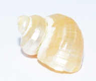 Schneckenhaus - Mother of Pearl small 3er Set