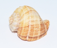 Schneckenhaus - Rapana rapiformis