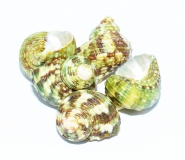 Schneckenhaus Turbo small 5er Set