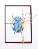 Postcard Blue Longhorn Beetle