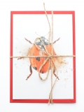 Postcard Lady Bug Explosion