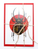 Postcard Chalcosoma caucasus
