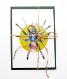 Postcard Haploclastus devamatha