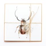 Square Card Euchirus