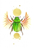 Print DIN a5 Chrysina