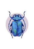 Print DIN A5 Blue Longhorn Beetle