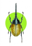 Print DIN A5 Dynastes hercules