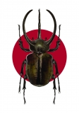 Print DIN A4 Chalcosoma caucasus