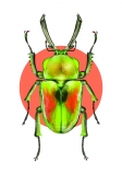 Print DIN A4 Phalacrognathus muelleri