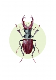 Print DIN A4 Lucanus