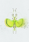 Print DIN A4 Phasmid Explosion
