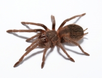 Pamphobeteus antinous m