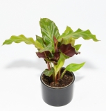 Calathea rufibarba