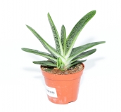 Gasteria 'LITTLE WARTY'