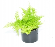 Nephrolepis exaltata