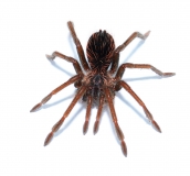 Xenesthis intermedia sm
