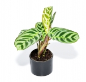 Maranta leuconeura amabilis