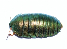 Pseudoglomeris magnifica