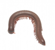 Tonkinbolus caudulanus