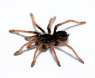 Megaphobema robustum sm