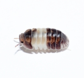 Cubaris spec. PANDA KING