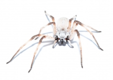 Cerbalus negebensis