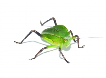 Siliquofera grandis