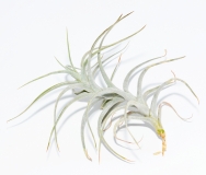 Tillandsia diagutensis