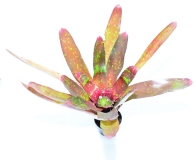 Neoregelia RED GOODIES
