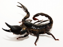 Heterometrus cyaneus CT