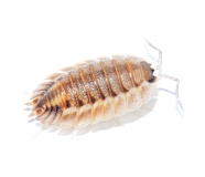 Porcellio spatulatus "Coros"