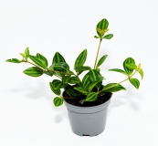 Peperomia angulata