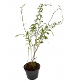 Selaginella griffithii