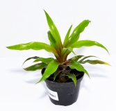 Cryptanthus warren-loosei