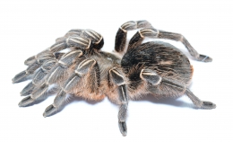 Aphonopelma seemanni L
