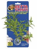 Betta Plant - Maple Leaf