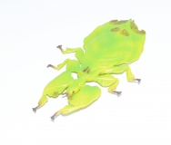 Phyllium Figur