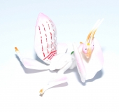 Hymenopus Figur