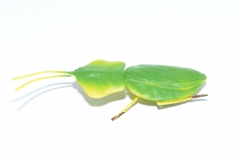 Rhombodera Figur