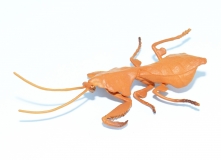 Deroplatys Figur
