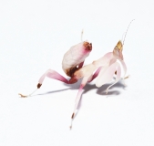 Hymenopus coronatus
