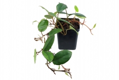 Begonia schulzei