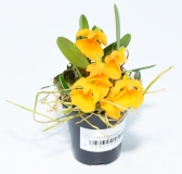 Dendrobium jenkinsii