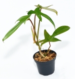 Philodendron pedatum
