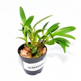 Stelis itatiayae ex. spec. 17